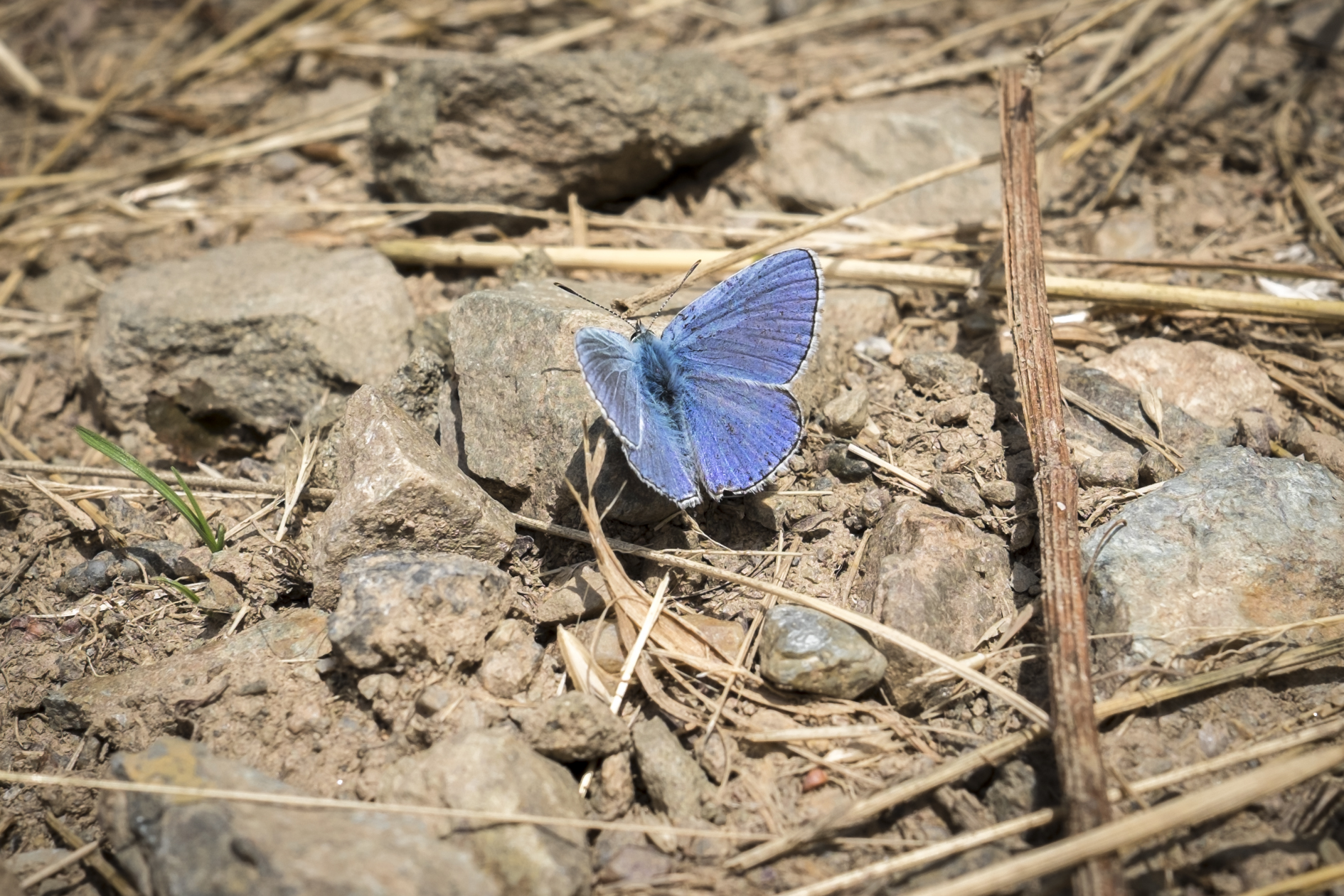 Le Bellargus, rare papillon bleu azur du Coteau des Treilles winemaker domain picture